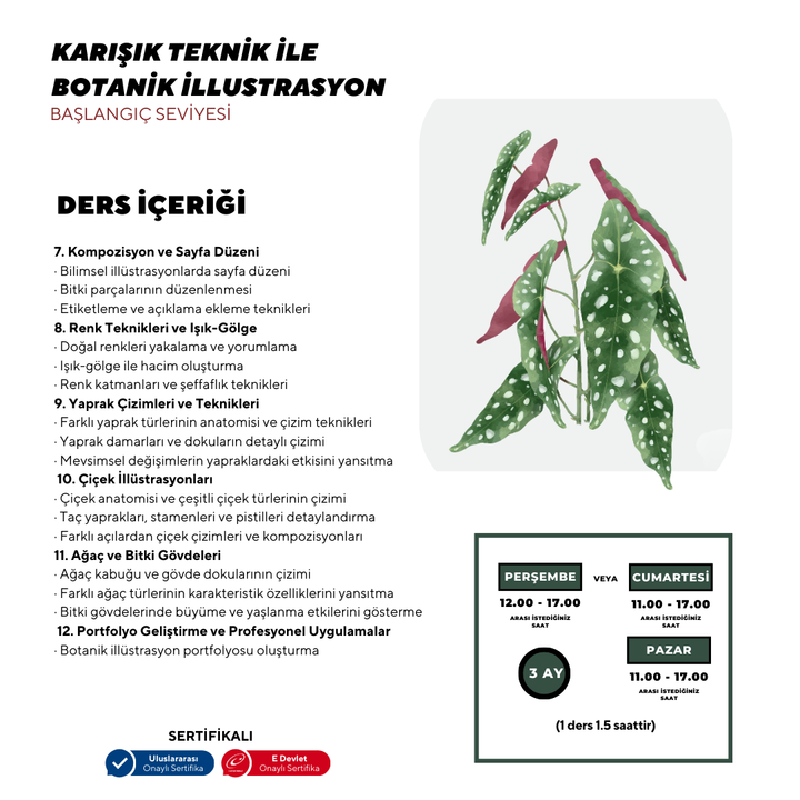 Botanical Illustration - Face to Face 